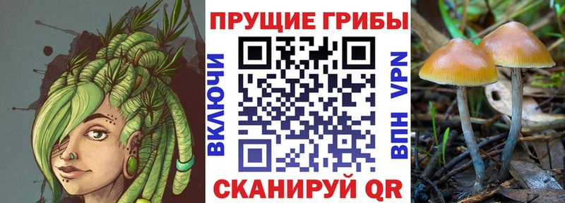 Галлюциногенные грибы Cubensis  Зея 
